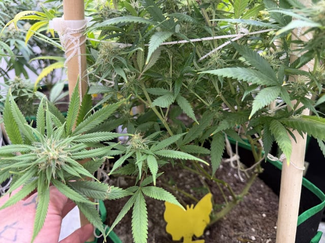 Indoor Grow  — flower, day 180