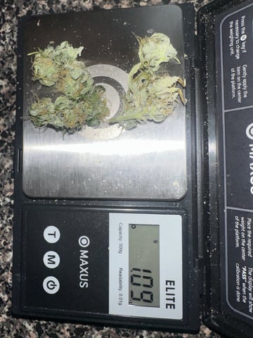 Pine (Auto) 2025 - 0 — harvest, day 80