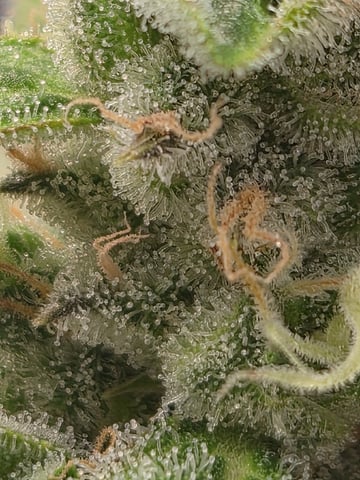 Gorilla  — flower, day 8