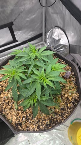 Original 1990 genetics  — vegetative, day 45