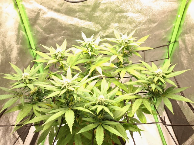 Blue Cheese from Barney's Farm — flower, day 26