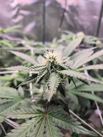 Looking for advice! — flower, day 68