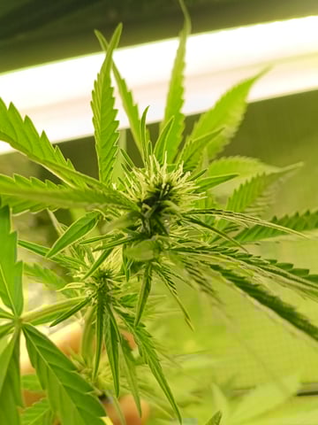 First grow indoor Auto euphoria  — flower, day 56