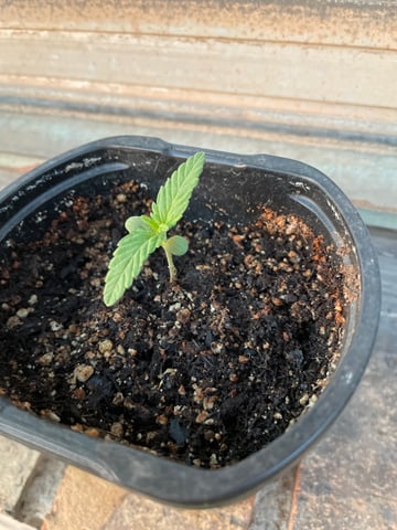 Haze X Cinderella 99 — seedling_rooting, day 1