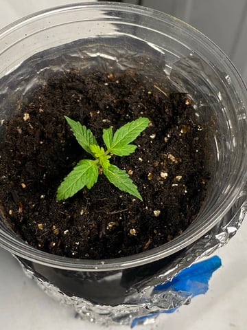 My First Grow — seedling_rooting, day 21