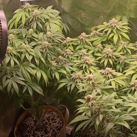 TentPlantLightFan