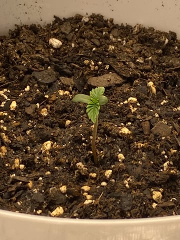 Gorilla Melon — seedling_rooting, day 6