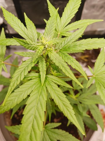 black gorilla feminized — done, day 27