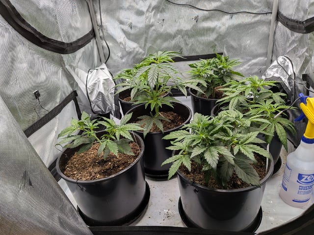 Grow Tent Starts — vegetative, day 47