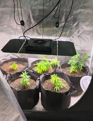 SBJ Clones — vegetative, day 23