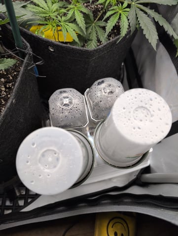 grow 2  — germination, day 6