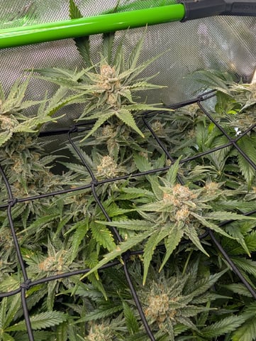 Cinderella 99 -C99 — flower, day 105