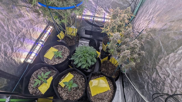 Mixed Grow — flower, day 125
