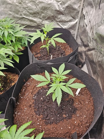 mimosa punch  — grow_setup, day 14