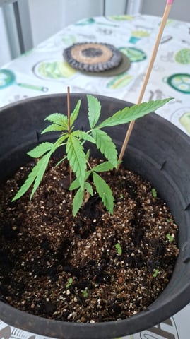 my first baby — grow_setup, day 1