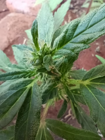 White Widow/Gorilla Glue — vegetative, day 46