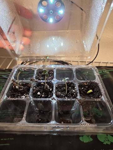 My first batch of medication — seedling_rooting, day 10