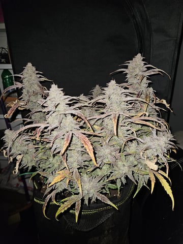 A chill grow in the small tent