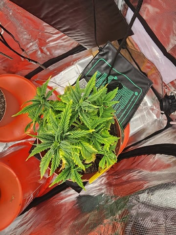 HE1E we GROW  — vegetative, day 70