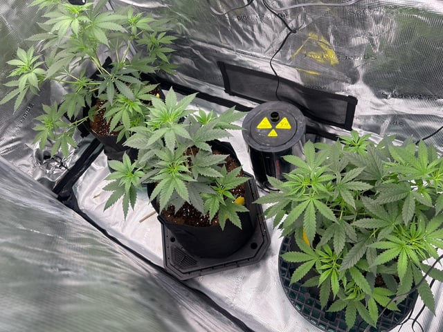 first grow — vegetative, day 1