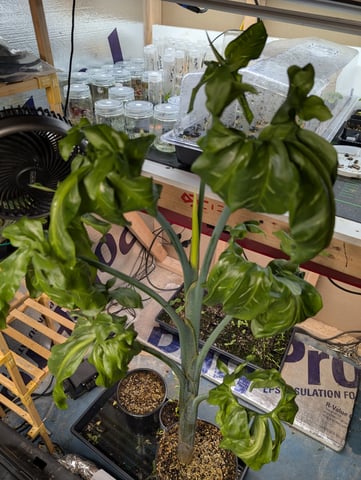 See what grows — vegetative, day 63