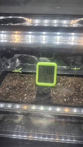 lilac diesel Rbx2 — seedling_rooting, day 8