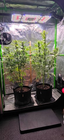 Fall '25 Indoor 2x4 — vegetative, day 62
