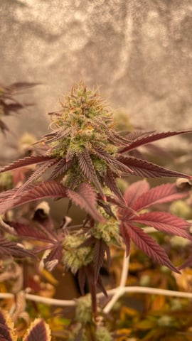 ❄️💚❄️WinterGrow❄️💚❄️ — flower, day 104