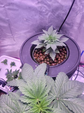 Making Crosses  — vegetative, day 66