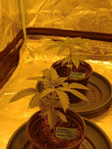mr — vegetative, day 21