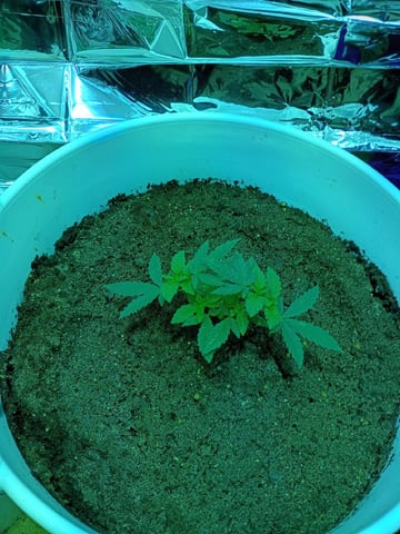 first grow — vegetative, day 117