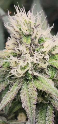 First clones (Dr nefario)  — flower, day 60