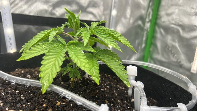 grow two — vegetative, day 1