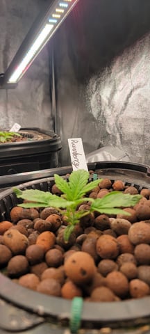 My First Grow — vegetative, day 24