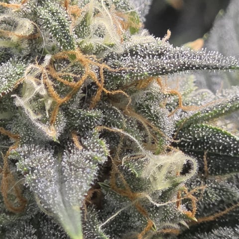 Purple Haze Auto — flower, day 71