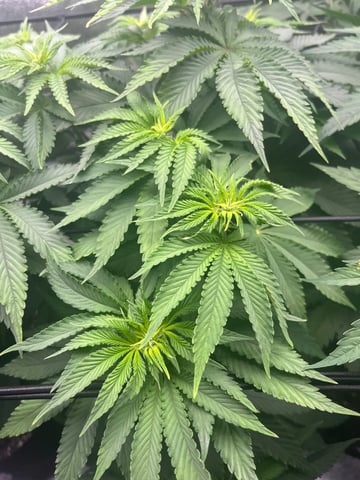 My First Four — flower, day 59