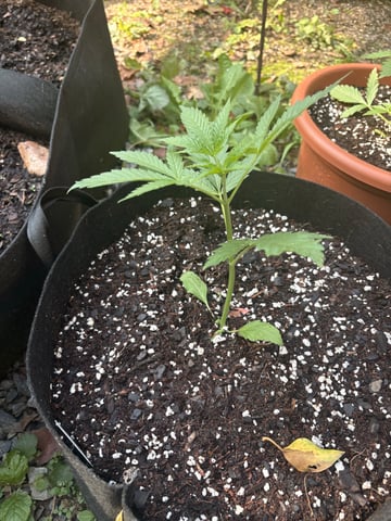 Rc Exotics — vegetative, day 33