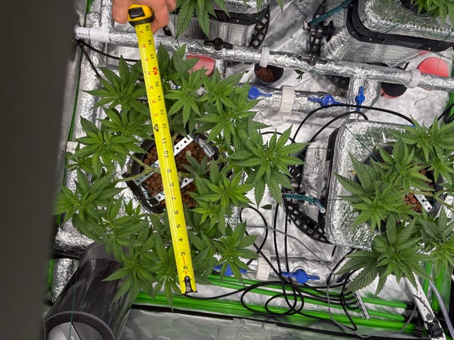 First Grow (Hydro) — vegetative, day 64