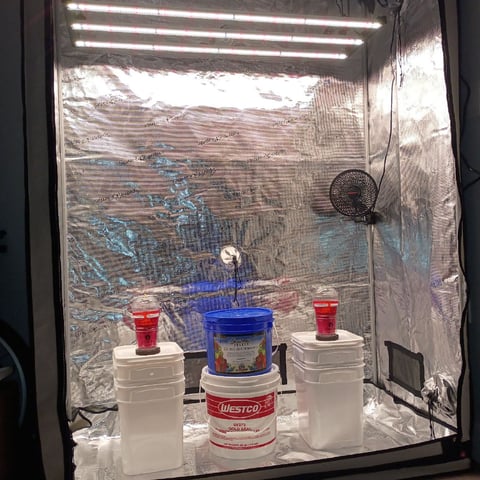 TentPlantLightFan — germination, day 2