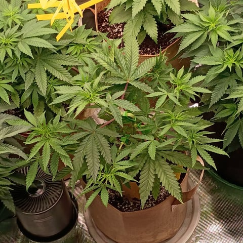 TentPlantLightFan — vegetative, day 57
