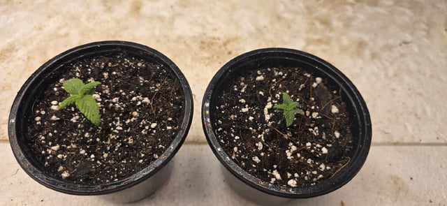 SGC & GWS — seedling_rooting, day 9