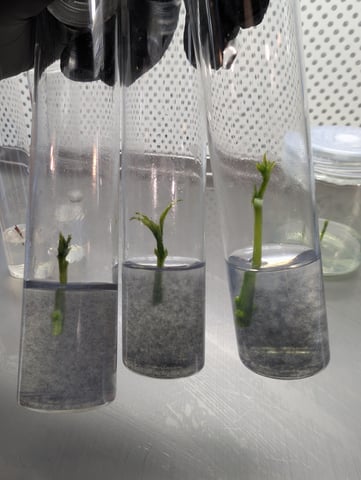 Plant in a test tube — seedling_rooting, day 35