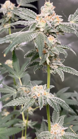 Current Grow — flower, day 27