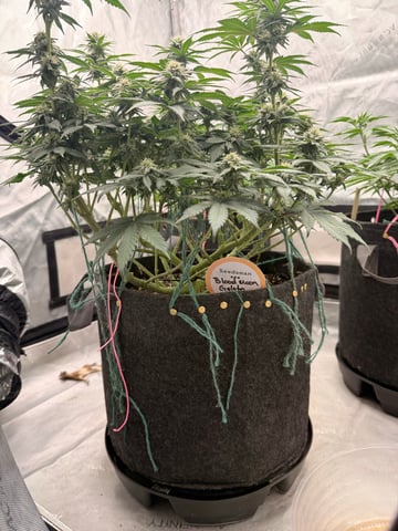 BloodMoon Gelato — flower, day 84