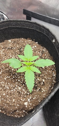 FastBuds Trainwreck Auto — vegetative, day 16