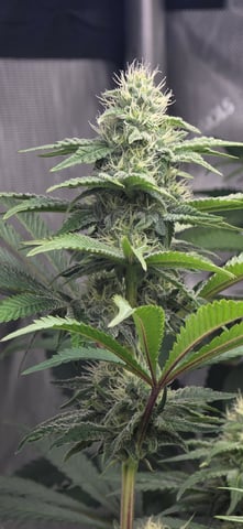 Maple Nectar  — flower, day 69