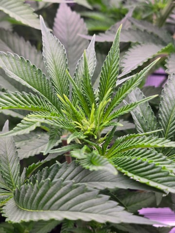 Northern lights #10 (Alaska) — flower, day 46