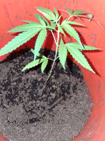 first grow  — vegetative, day 7