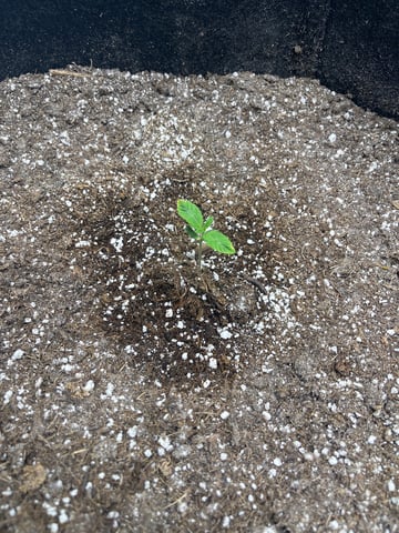 Chick n Wafflez, Big Bud Auto, Strawberry cheesecake auto — seedling_rooting, day 9