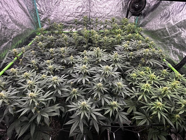 Pink Passion Fruit — flower, day 70